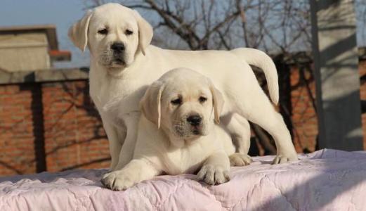 犬舍拉布拉多纯种幼犬出售 拉布拉多犬舍狗场宠物狗诰 图2