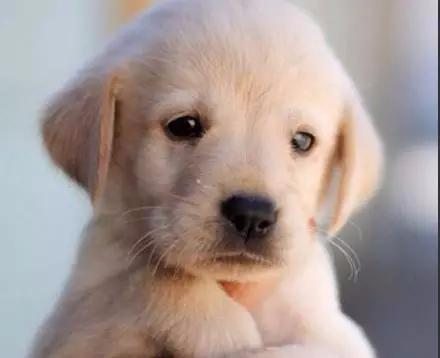 犬舍拉布拉多纯种幼犬出售 拉布拉多犬舍狗场宠物狗诰 图3