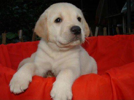 犬舍拉布拉多纯种幼犬出售 拉布拉多犬舍狗场宠物狗诰 图4