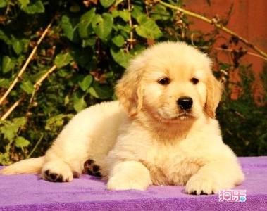 帅气温顺纯种小金毛 图3