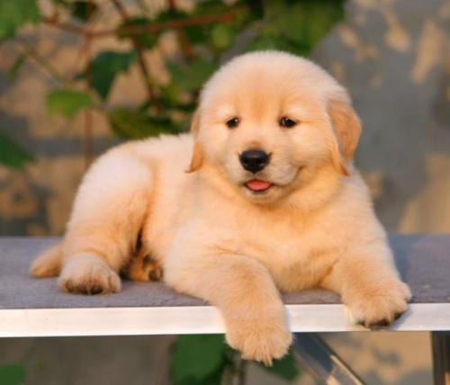 憨厚可爱小金毛,赛级品质,健康血统有保证 图4