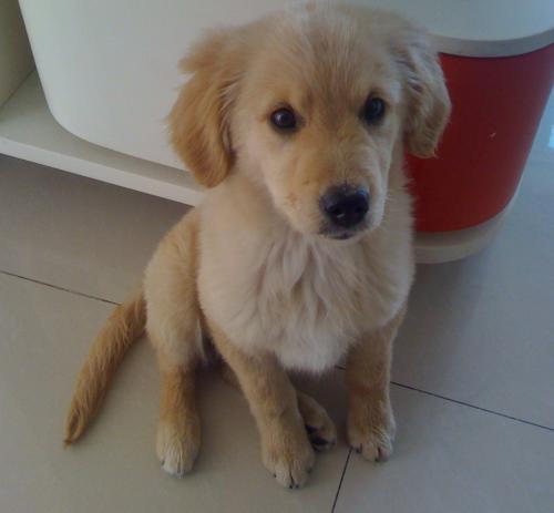 帅气温顺纯种小金毛 图1