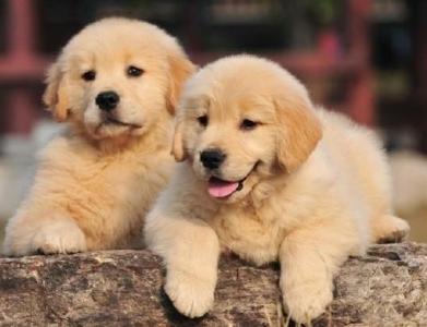 帅气温顺纯种小金毛 图2