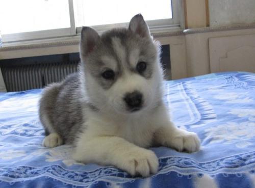 成都本地 哈士奇犬出售纯种幼犬 大型犬二哈雪橇犬 图1