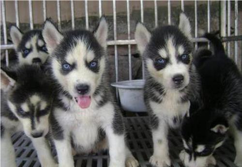 成都本地 哈士奇犬出售纯种幼犬 大型犬二哈雪橇犬 图2