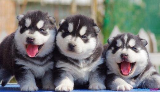 成都本地 哈士奇犬出售纯种幼犬 大型犬二哈雪橇犬 图3