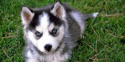 成都本地 哈士奇犬出售纯种幼犬 大型犬二哈雪橇犬 图4