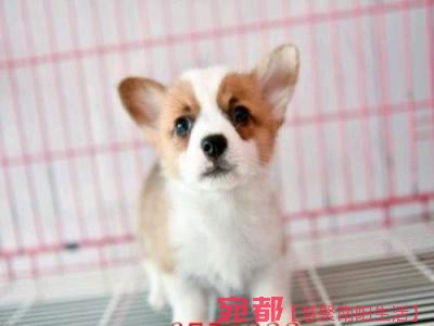 出售高品质(柯基幼犬)三色两色均有包纯种健康 图3