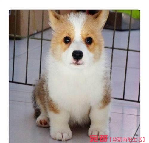 出售高品质(柯基幼犬)三色两色均有包纯种健康 图1