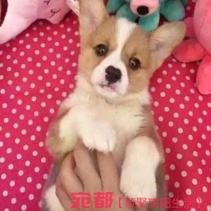 出售高品质(柯基幼犬)三色两色均有包纯种健康 图2