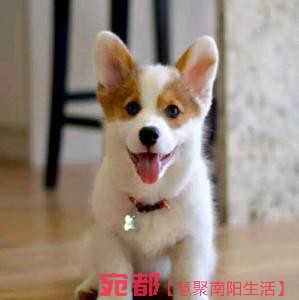 出售高品质(柯基幼犬)三色两色均有包纯种健康 图4