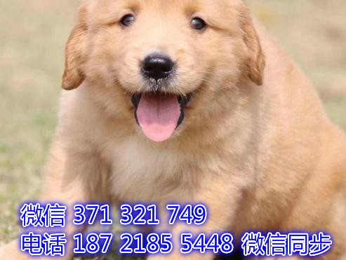 成都宠物狗狗 金毛犬纯种幼犬 成都犬舍直销 图1