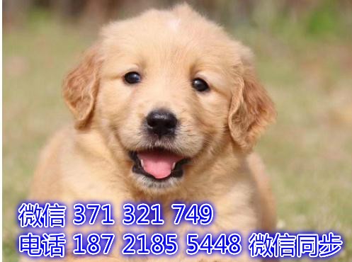 成都宠物狗狗 金毛犬纯种幼犬 成都犬舍直销 图2