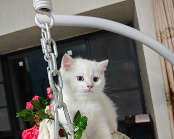 自家养的纯种金渐层白色金典小猫咪找新家,6.25生的 图1