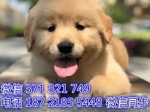 成都宠物狗狗 金毛犬纯种幼犬 成都犬舍直销 图3