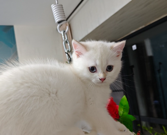 自家养的纯种金渐层白色金典小猫咪找新家,6.25生的 图2